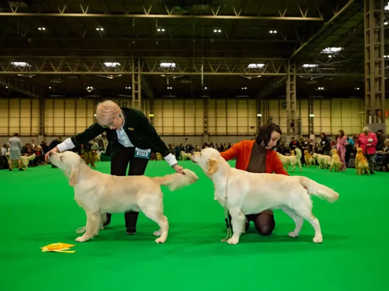 The Unseen Advantage: How the Right Dog Show Lead Improves Ring Performance