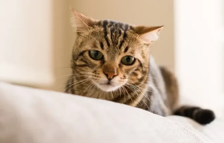 How to Register an Emotional Support Cat