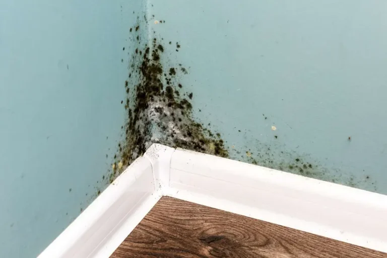 What Black Mold on Drywall Says About Your House Black Mold on Drywall Says